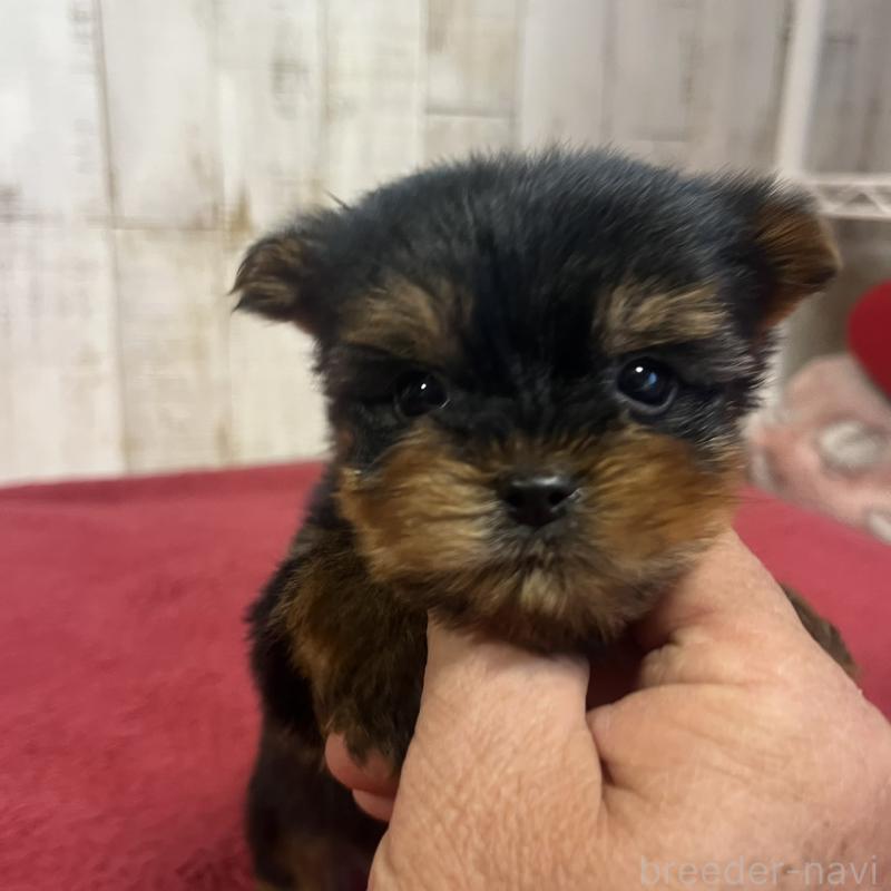 販売中の三重県のヨークシャーテリア-429761の4枚目