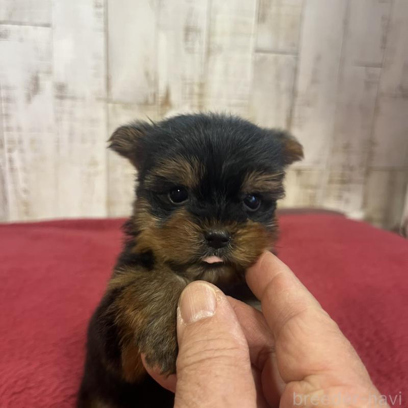 販売中の三重県のヨークシャーテリア-429761の3枚目