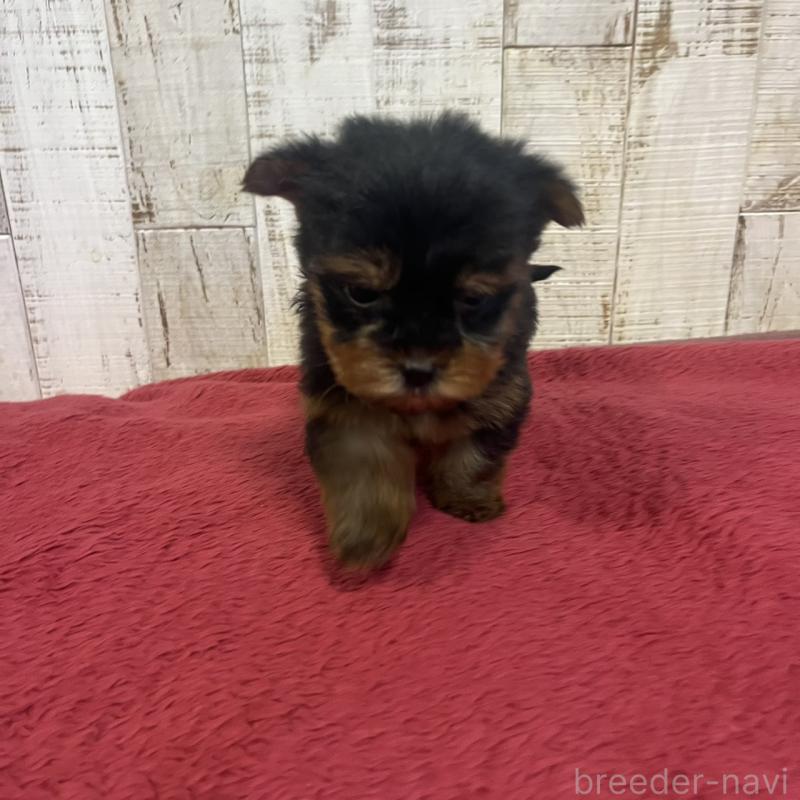 販売中の三重県のヨークシャーテリア-429761の2枚目