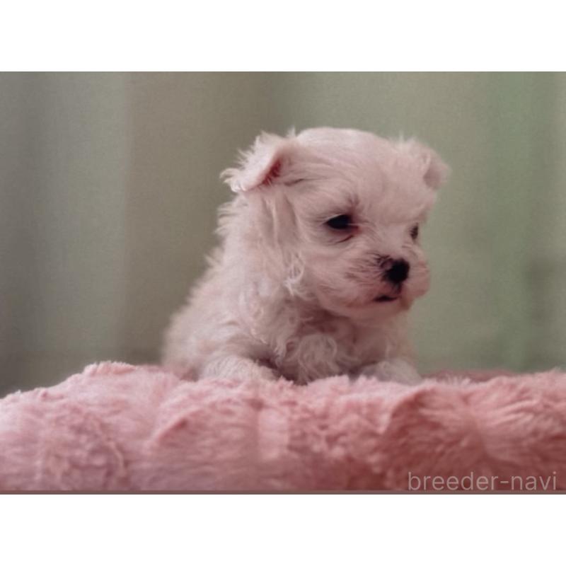 販売中の福岡県のマルチーズ-429732の1枚目