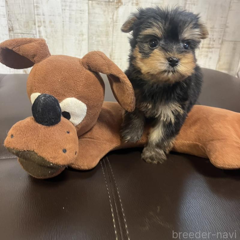 販売中の三重県のヨークシャーテリア-429762