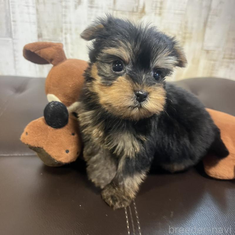 販売中の三重県のヨークシャーテリア-429762の5枚目