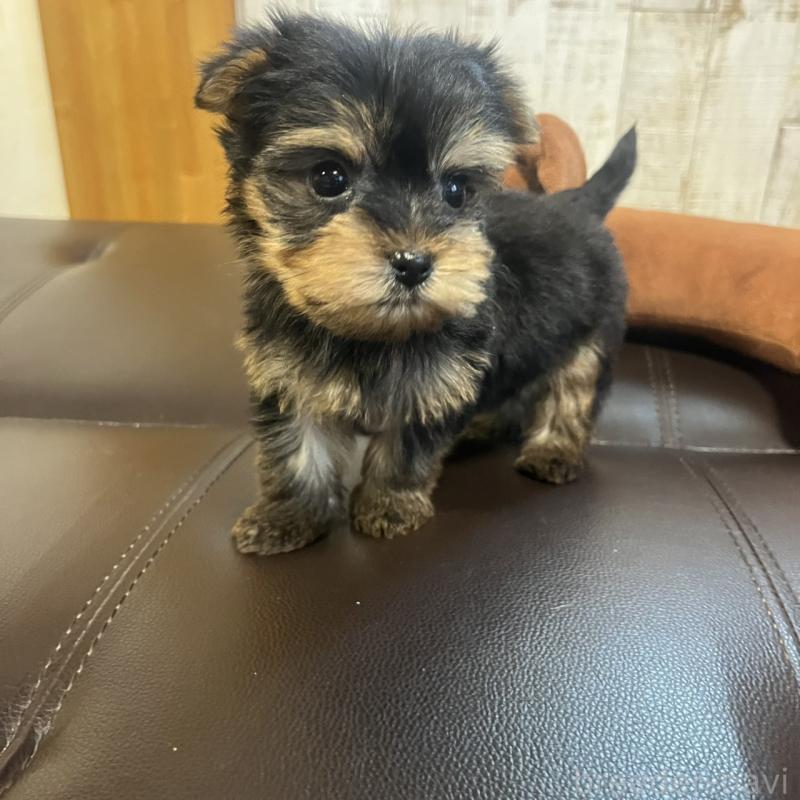 販売中の三重県のヨークシャーテリア-429762の4枚目