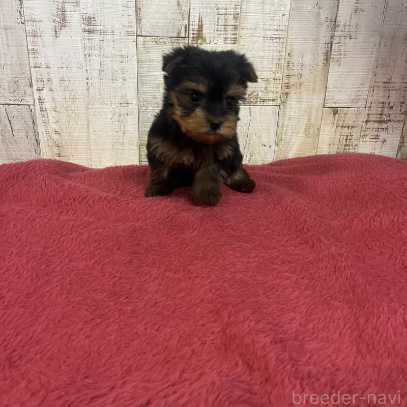 販売中の三重県のヨークシャーテリア-429762の3枚目