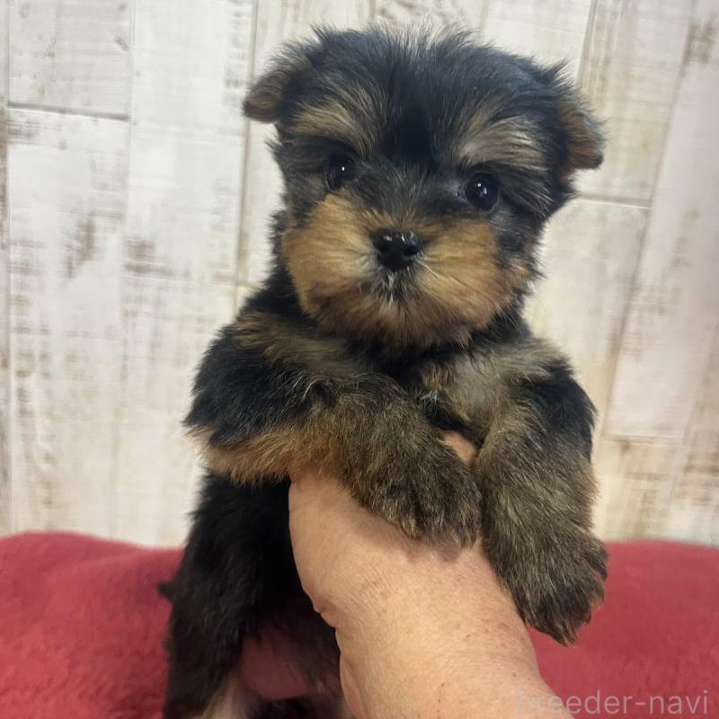 販売中の三重県のヨークシャーテリア-429762の2枚目