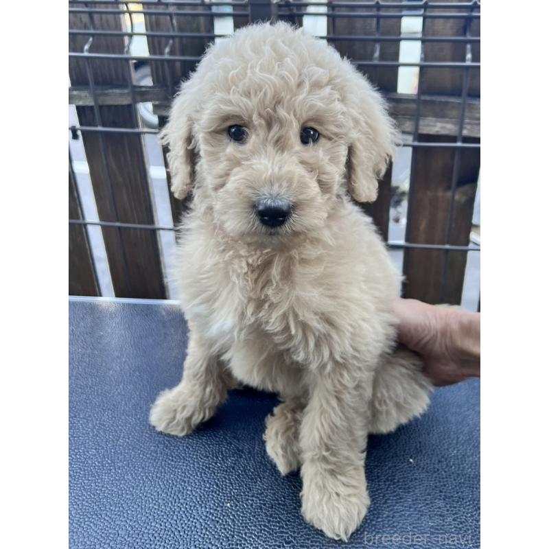 販売中の滋賀県のゴールデンドゥードル:ゴールデンレトリーバー×プードル-429764の1枚目