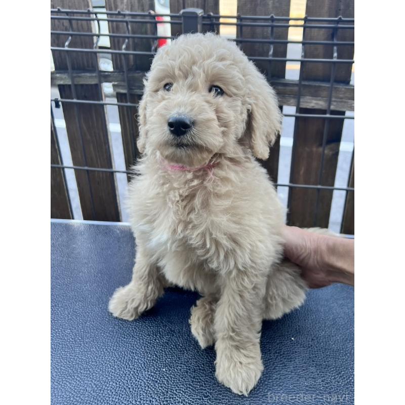 販売中の滋賀県のゴールデンドゥードル:ゴールデンレトリーバー×プードル-429764の2枚目