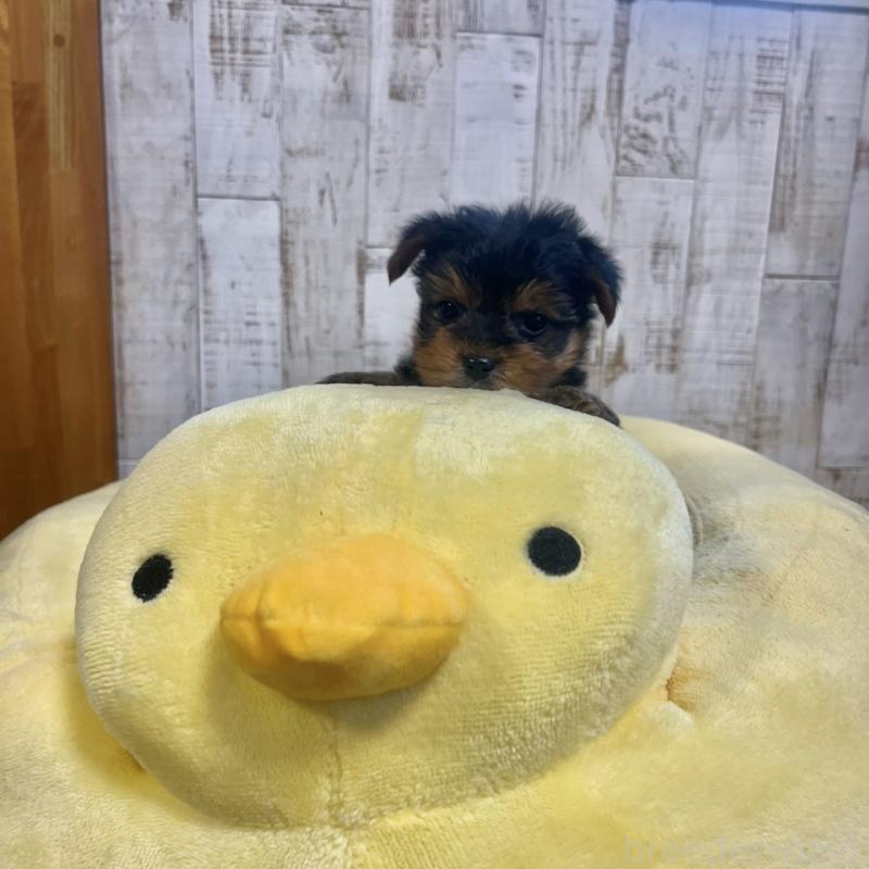 販売中の三重県のヨークシャーテリア-429765