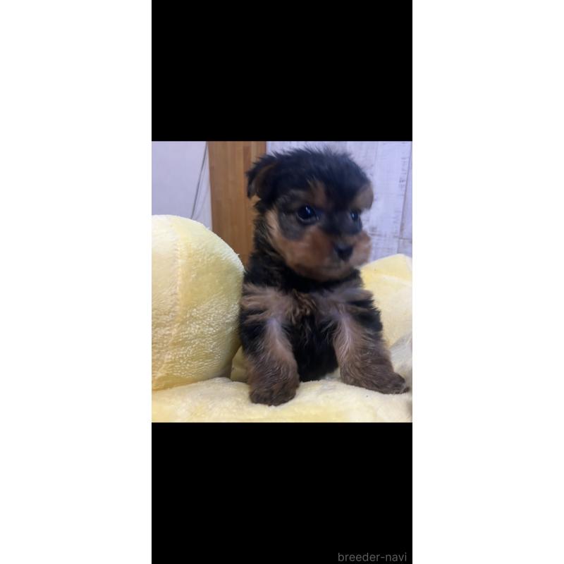 販売中の三重県のヨークシャーテリア-429765の5枚目