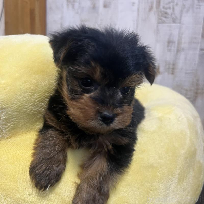 販売中の三重県のヨークシャーテリア-429765の4枚目