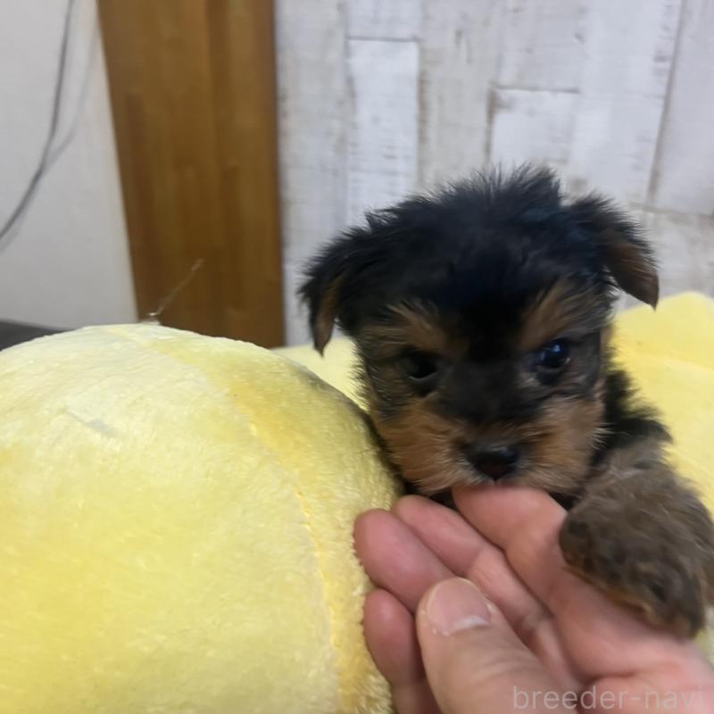 販売中の三重県のヨークシャーテリア-429765の3枚目