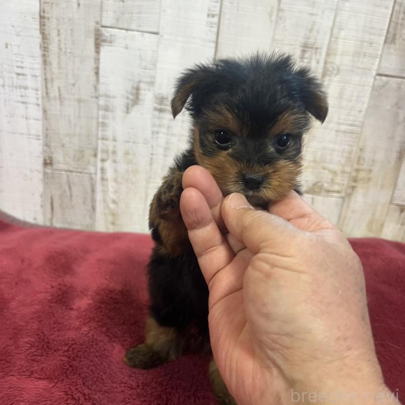 販売中の三重県のヨークシャーテリア-429765の2枚目