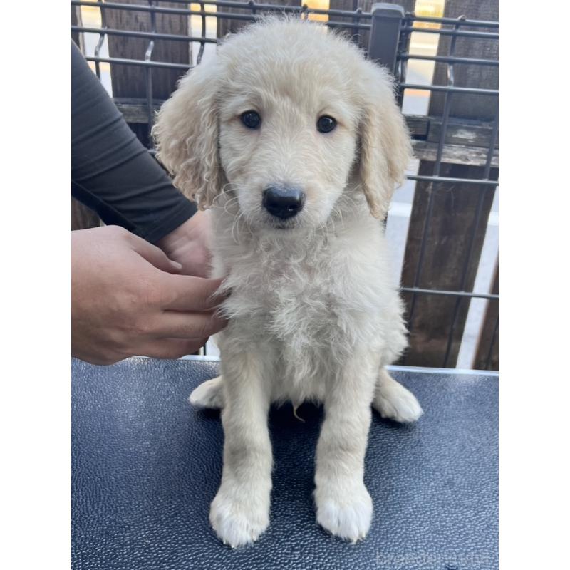 販売中の滋賀県のゴールデンドゥードル:ゴールデンレトリーバー×プードル-429768の1枚目