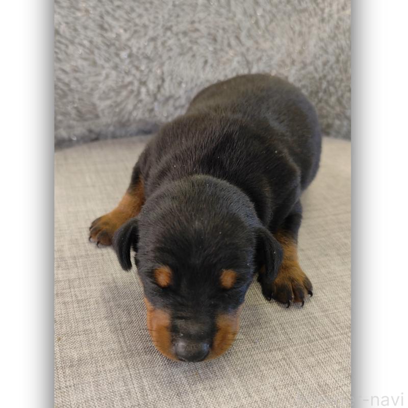 販売中の千葉県のトイマンチェスターテリア-429769