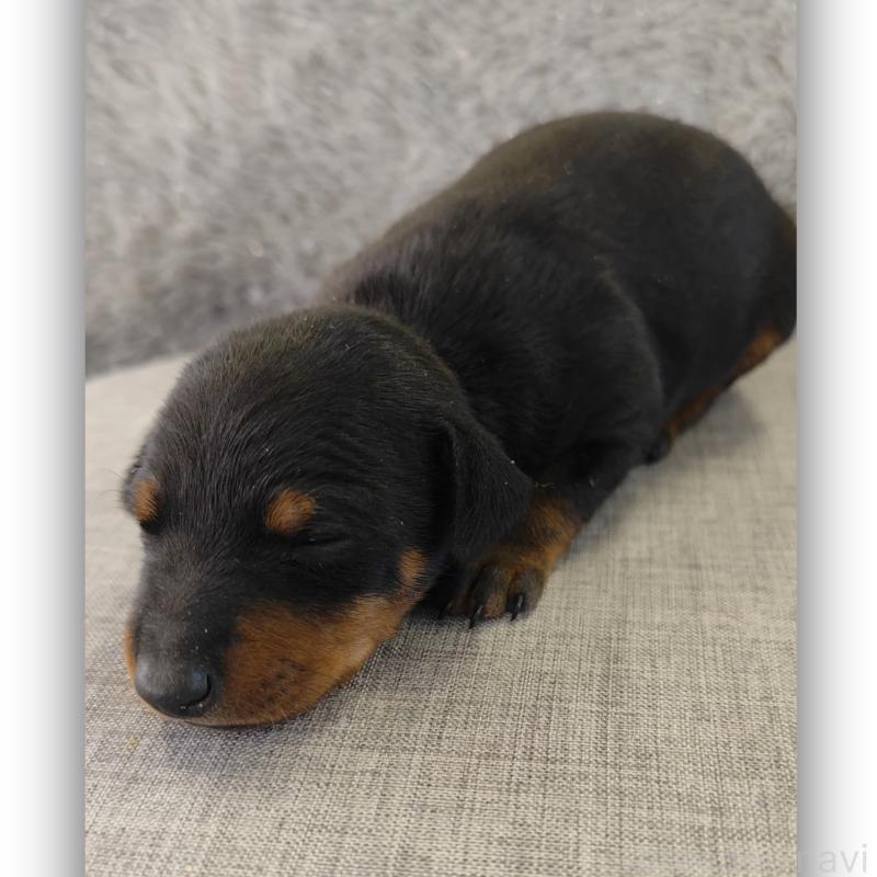 販売中の千葉県のトイマンチェスターテリア-429771