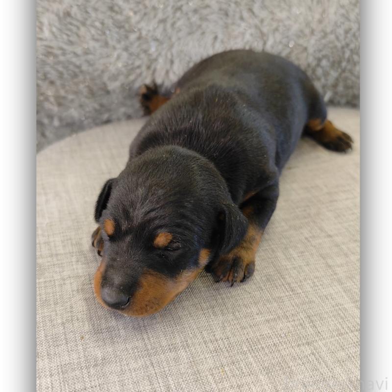 販売中の千葉県のトイマンチェスターテリア-429774の1枚目