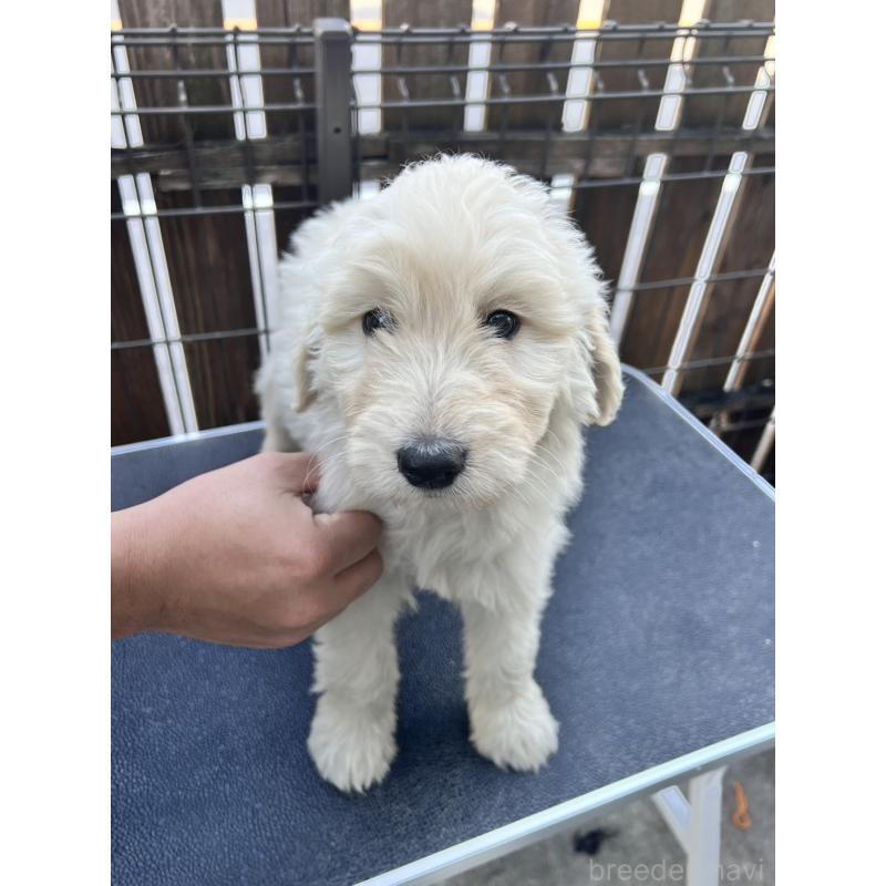 販売中の滋賀県のゴールデンドゥードル:ゴールデンレトリーバー×プードル-429775の1枚目