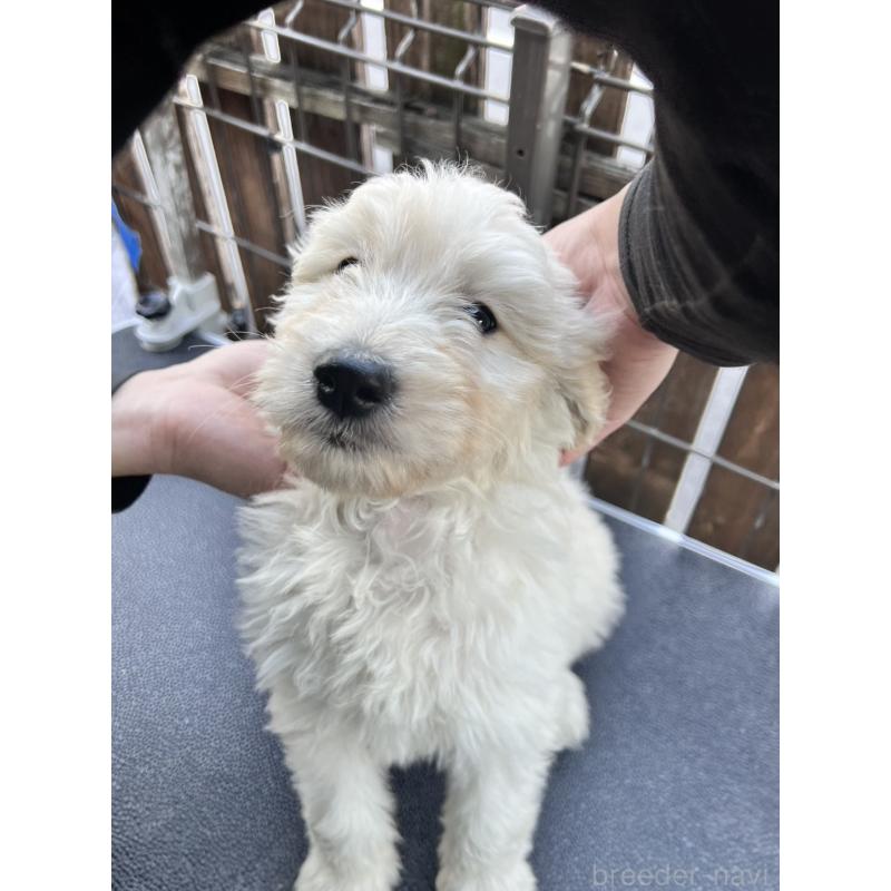 販売中の滋賀県のゴールデンドゥードル:ゴールデンレトリーバー×プードル-429775の3枚目