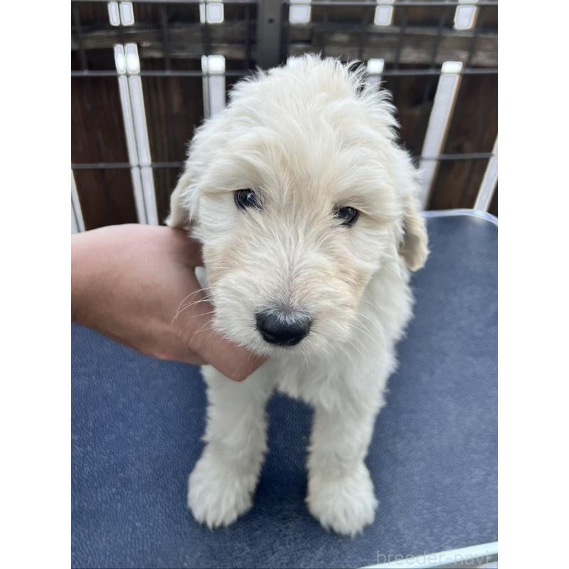 販売中の滋賀県のゴールデンドゥードル:ゴールデンレトリーバー×プードル-429775の2枚目