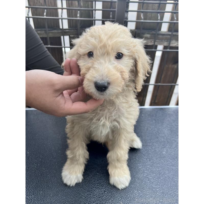 販売中の滋賀県のゴールデンドゥードル:ゴールデンレトリーバー×プードル-429780