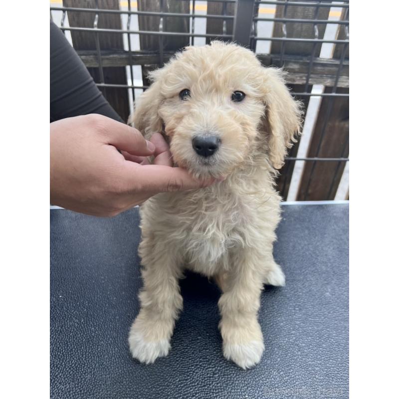 販売中の滋賀県のゴールデンドゥードル:ゴールデンレトリーバー×プードル-429780の2枚目