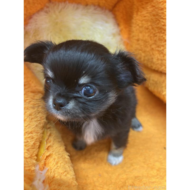 販売中の神奈川県のチワワ(ロングコート)-429760の5枚目