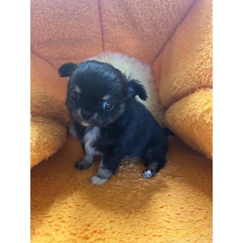 販売中の神奈川県のチワワ(ロングコート)-429760の4枚目