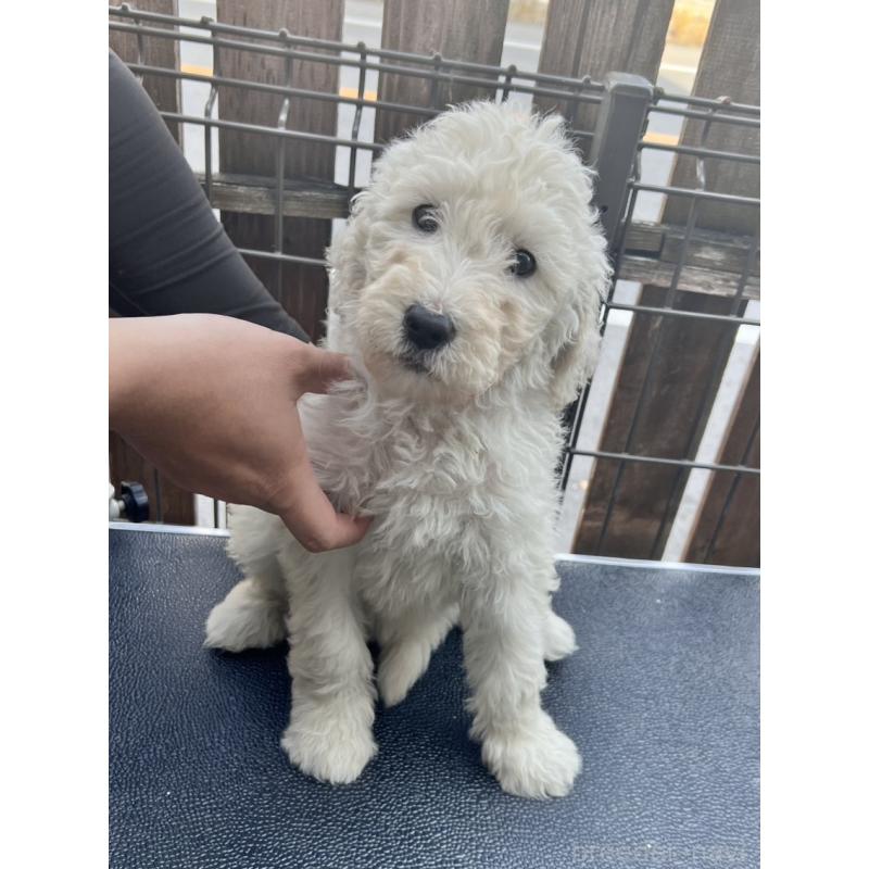 販売中の滋賀県のゴールデンドゥードル:ゴールデンレトリーバー×プードル-429782