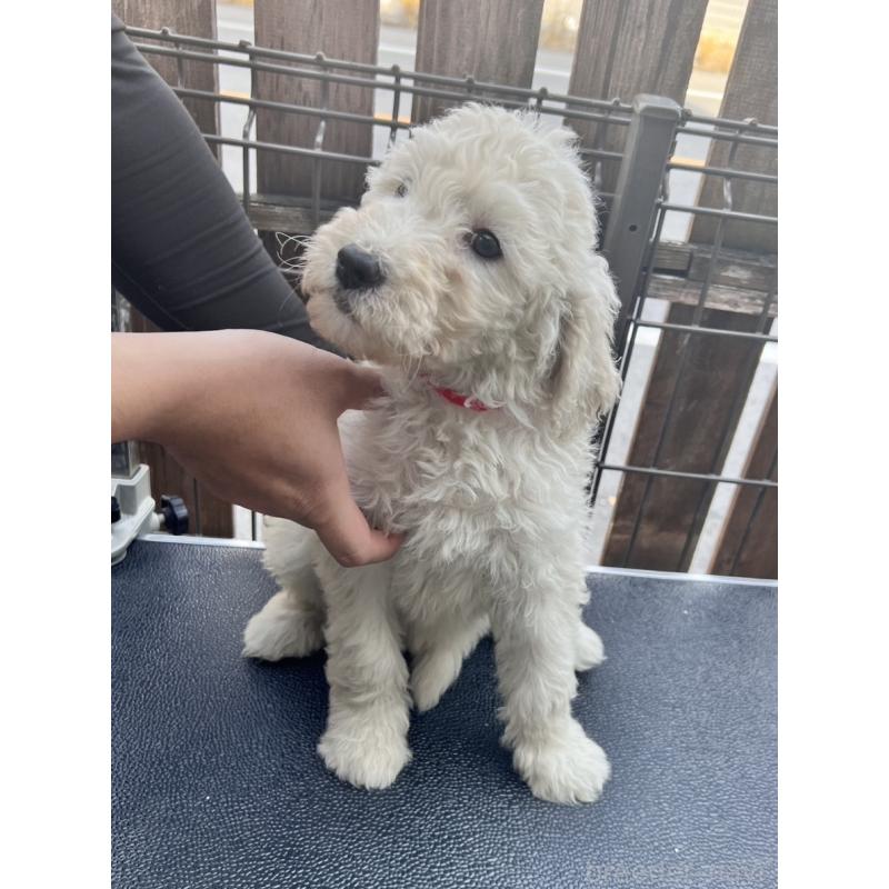 販売中の滋賀県のゴールデンドゥードル:ゴールデンレトリーバー×プードル-429782の3枚目