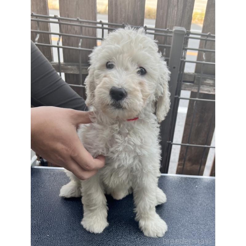 販売中の滋賀県のゴールデンドゥードル:ゴールデンレトリーバー×プードル-429782の2枚目