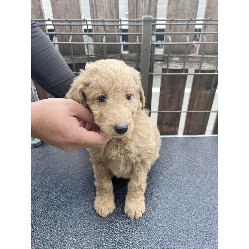 販売中の滋賀県のゴールデンドゥードル:ゴールデンレトリーバー×プードル-429783の3枚目
