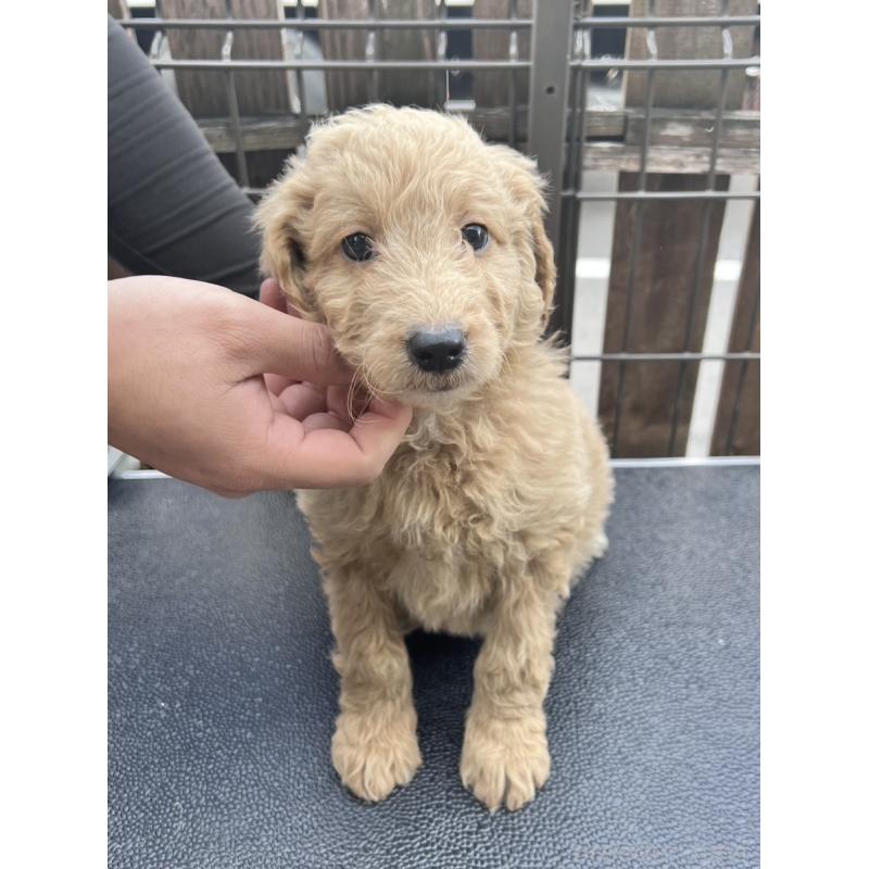 販売中の滋賀県のゴールデンドゥードル:ゴールデンレトリーバー×プードル-429783の2枚目