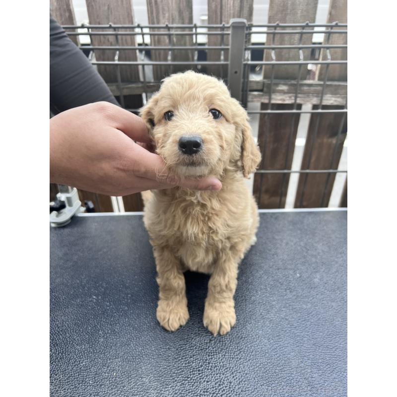 販売中の滋賀県のゴールデンドゥードル:ゴールデンレトリーバー×プードル-429783