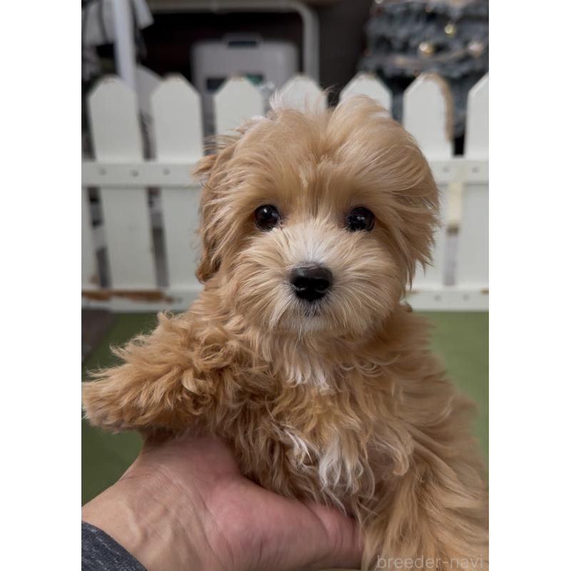 販売中の福岡県のマルプー:マルチーズ×トイプードル-423474の7枚目