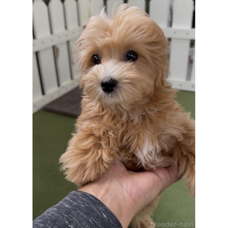 販売中の福岡県のマルプー:マルチーズ×トイプードル-423474の6枚目