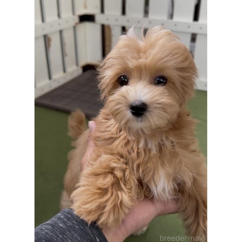 販売中の福岡県のマルプー:マルチーズ×トイプードル-423474の5枚目