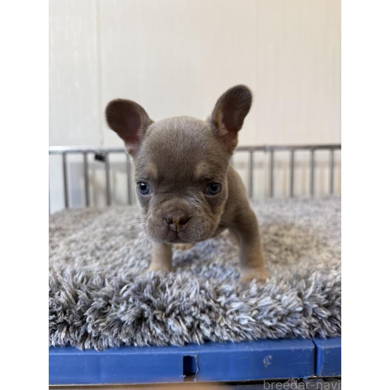 販売中の茨城県のフレンチブルドッグ-429787の5枚目