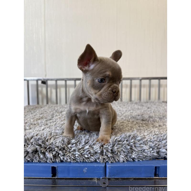 販売中の茨城県のフレンチブルドッグ-429787の2枚目