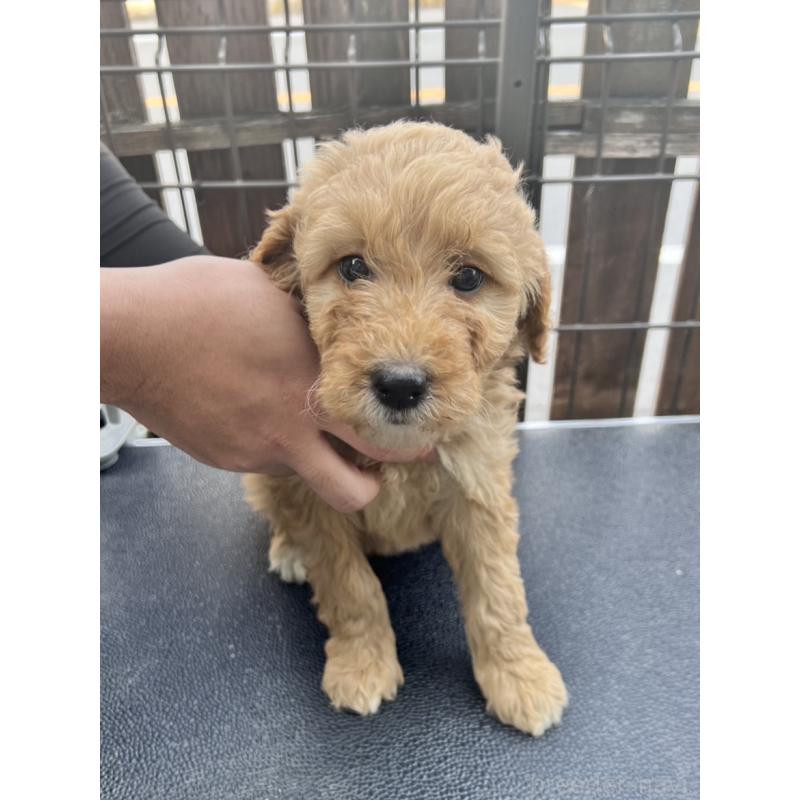 販売中の滋賀県のゴールデンドゥードル:ゴールデンレトリーバー×プードル-429784