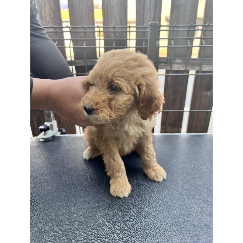 販売中の滋賀県のゴールデンドゥードル:ゴールデンレトリーバー×プードル-429784の3枚目