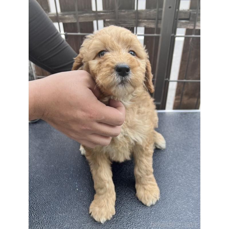 販売中の滋賀県のゴールデンドゥードル:ゴールデンレトリーバー×プードル-429784の2枚目