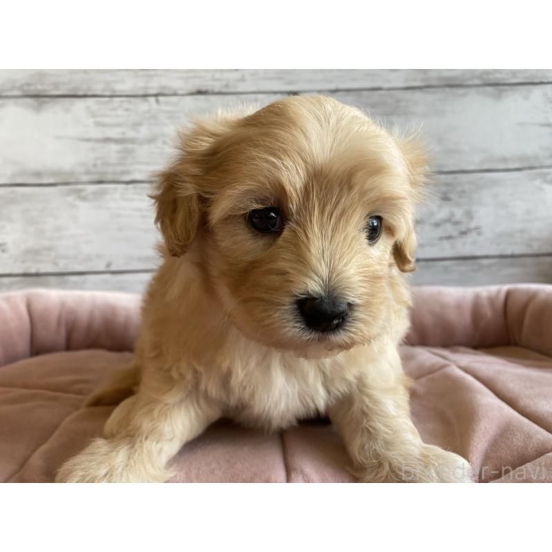 販売中の北海道のマルプー:マルチーズ×トイプードル-429785の6枚目