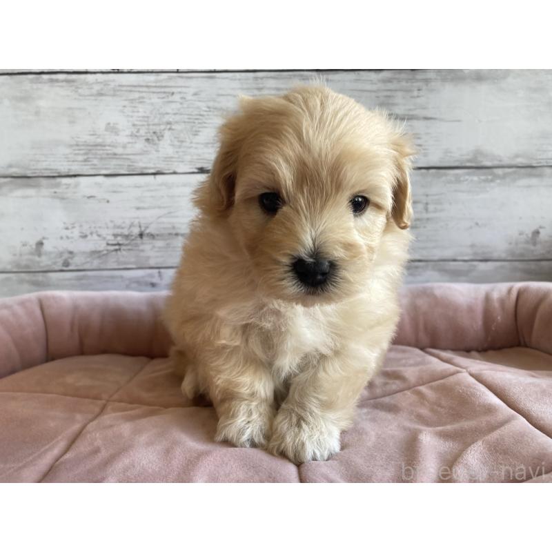 販売中の北海道のマルプー:マルチーズ×トイプードル-429785の5枚目