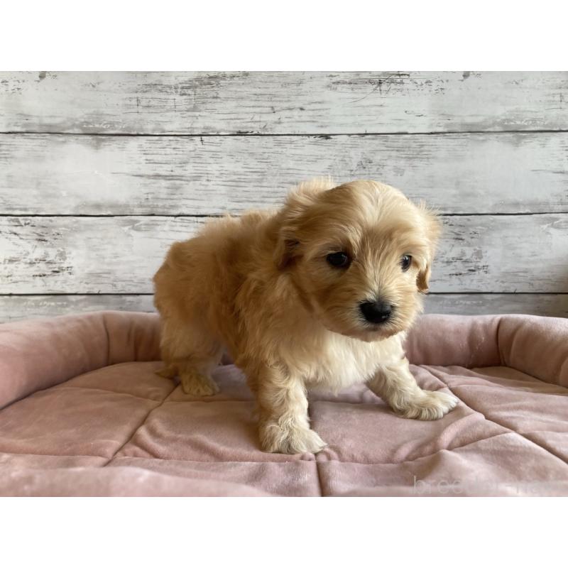 販売中の北海道のマルプー:マルチーズ×トイプードル-429785の4枚目