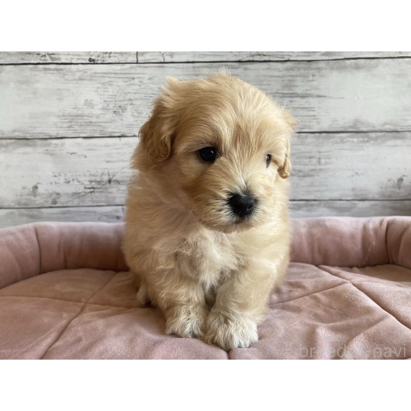 販売中の北海道のマルプー:マルチーズ×トイプードル-429785の3枚目