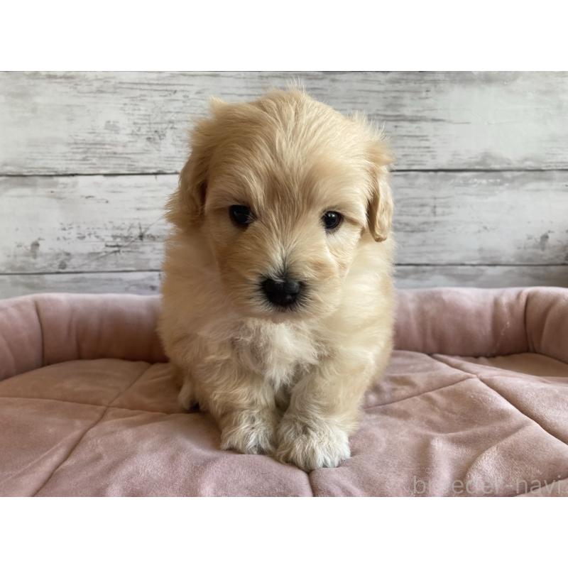 販売中の北海道のマルプー:マルチーズ×トイプードル-429785の2枚目