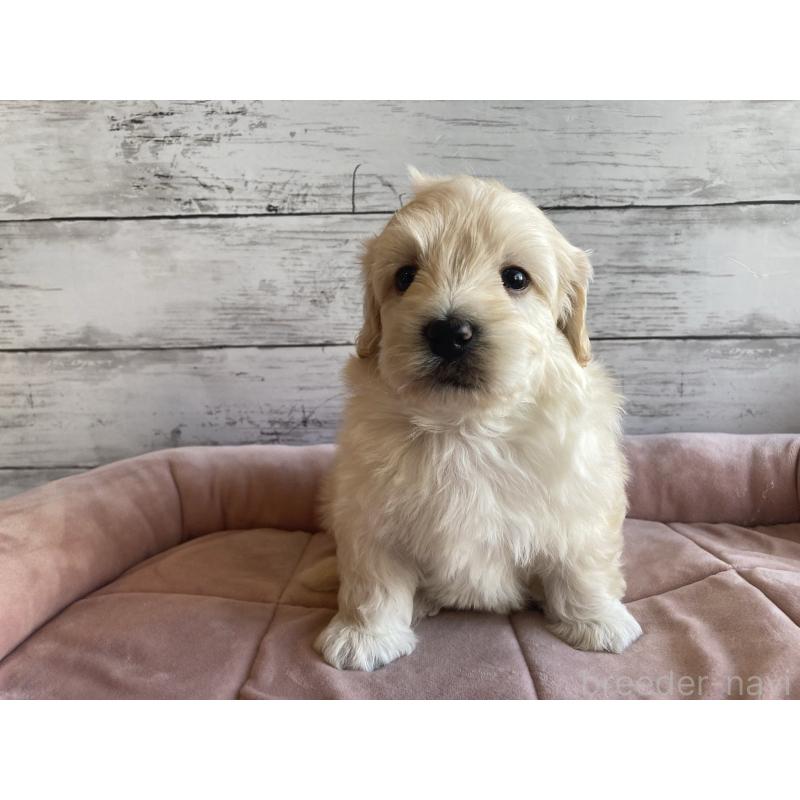 販売中の北海道のマルプー:マルチーズ×トイプードル-429786の6枚目