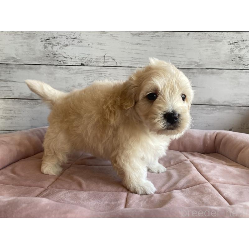 販売中の北海道のマルプー:マルチーズ×トイプードル-429786の5枚目