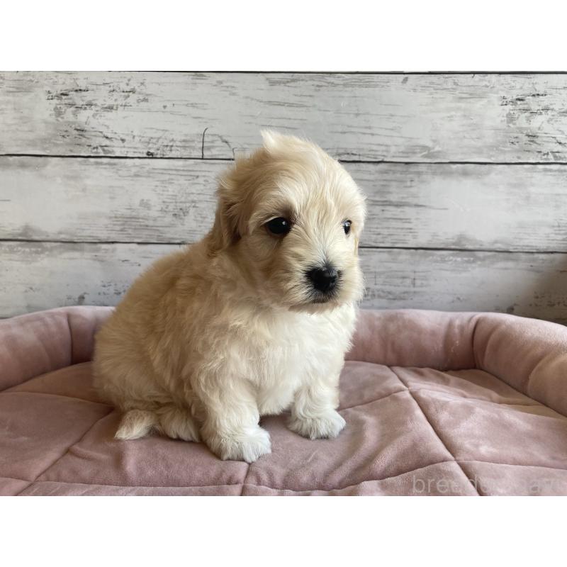 販売中の北海道のマルプー:マルチーズ×トイプードル-429786の4枚目