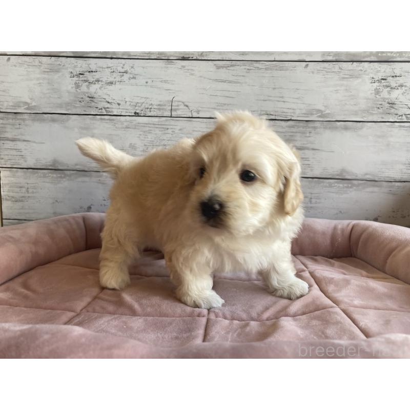 販売中の北海道のマルプー:マルチーズ×トイプードル-429786の3枚目